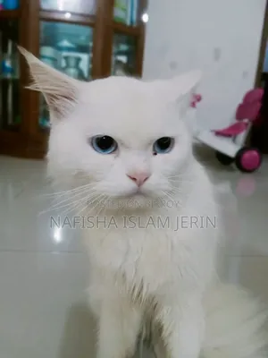 ১+ বছরের পুরুষ বিশুদ্ধ পার্সিয়ান বিড়াল