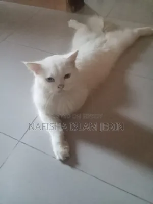 1+ Year Male Purebred Persian Cat