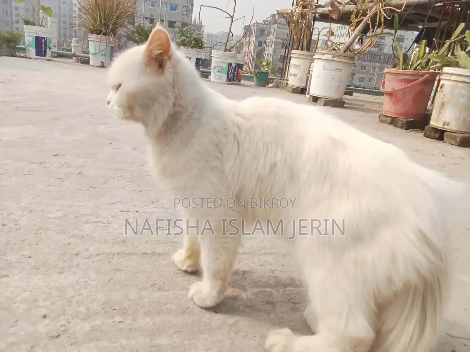 1+ Year Male Purebred Persian Cat