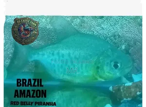 Red Belly Piranha