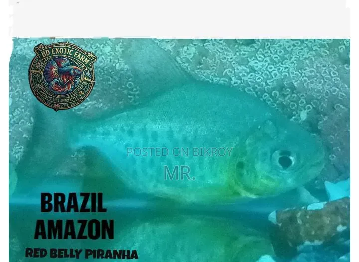 Red Belly Piranha