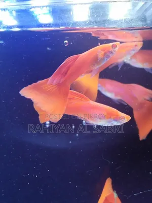 You will get Guppy Fish from us Bhai Bhai