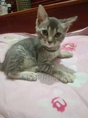 ১-৩ মাসের স্ত্রী খাঁটি জাতের বেঙ্গল