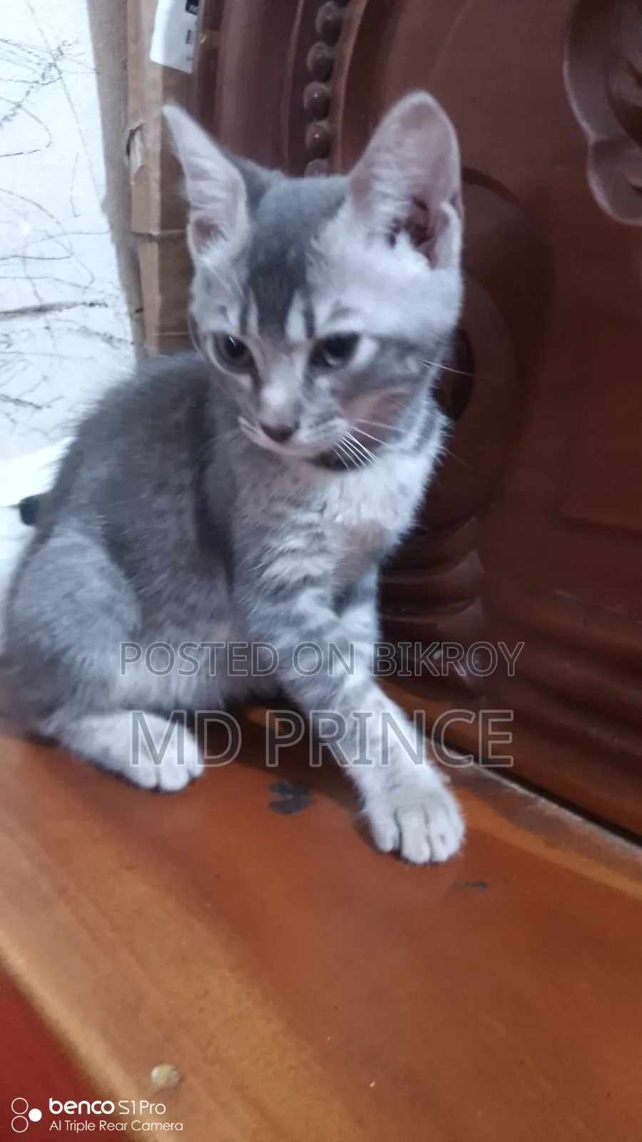 1-3 Months Female Purebred Bengal