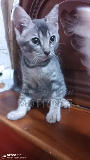1-3 Months Female Purebred Bengal