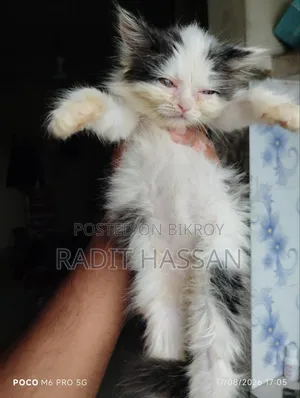 1-3 Months Female Purebred Persian Kitten