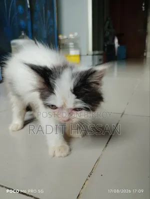 1-3 Months Female Purebred Persian Kitten