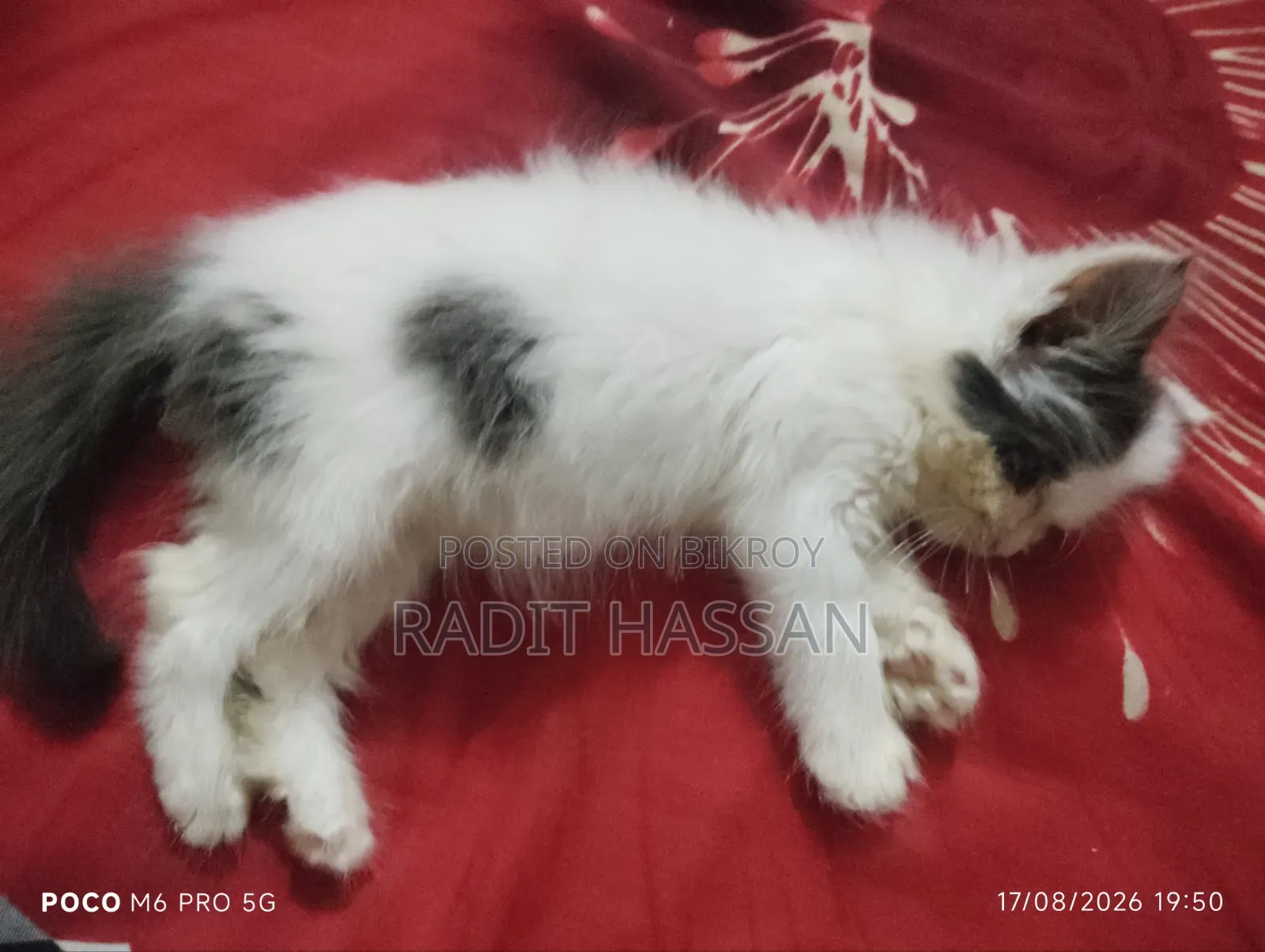 1-3 Months Female Purebred Persian Kitten