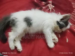 1-3 Months Female Purebred Persian Kitten