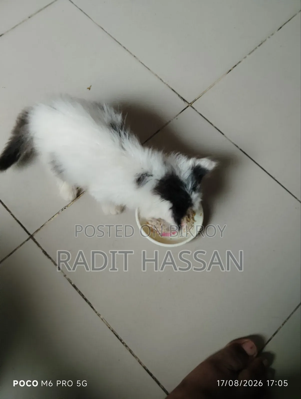 1-3 Months Female Purebred Persian Kitten