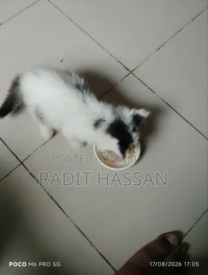 1-3 Months Female Purebred Persian Kitten