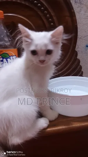 ১-৩ মাসের ফিমেল পিওরব্রেড পার্সিয়ান