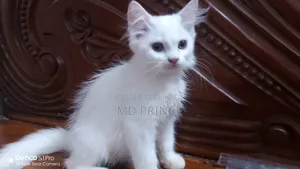 ১-৩ মাসের ফিমেল পিওরব্রেড পার্সিয়ান