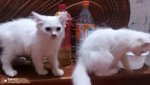 ১-৩ মাসের ফিমেল পিওরব্রেড পার্সিয়ান