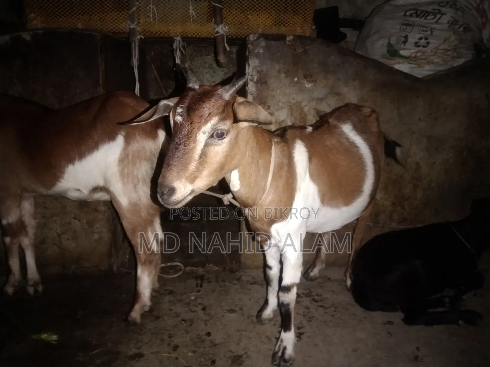 ছাগল গুলো বিক্রি করা হবে