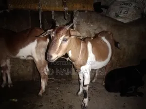 ছাগল গুলো বিক্রি করা হবে