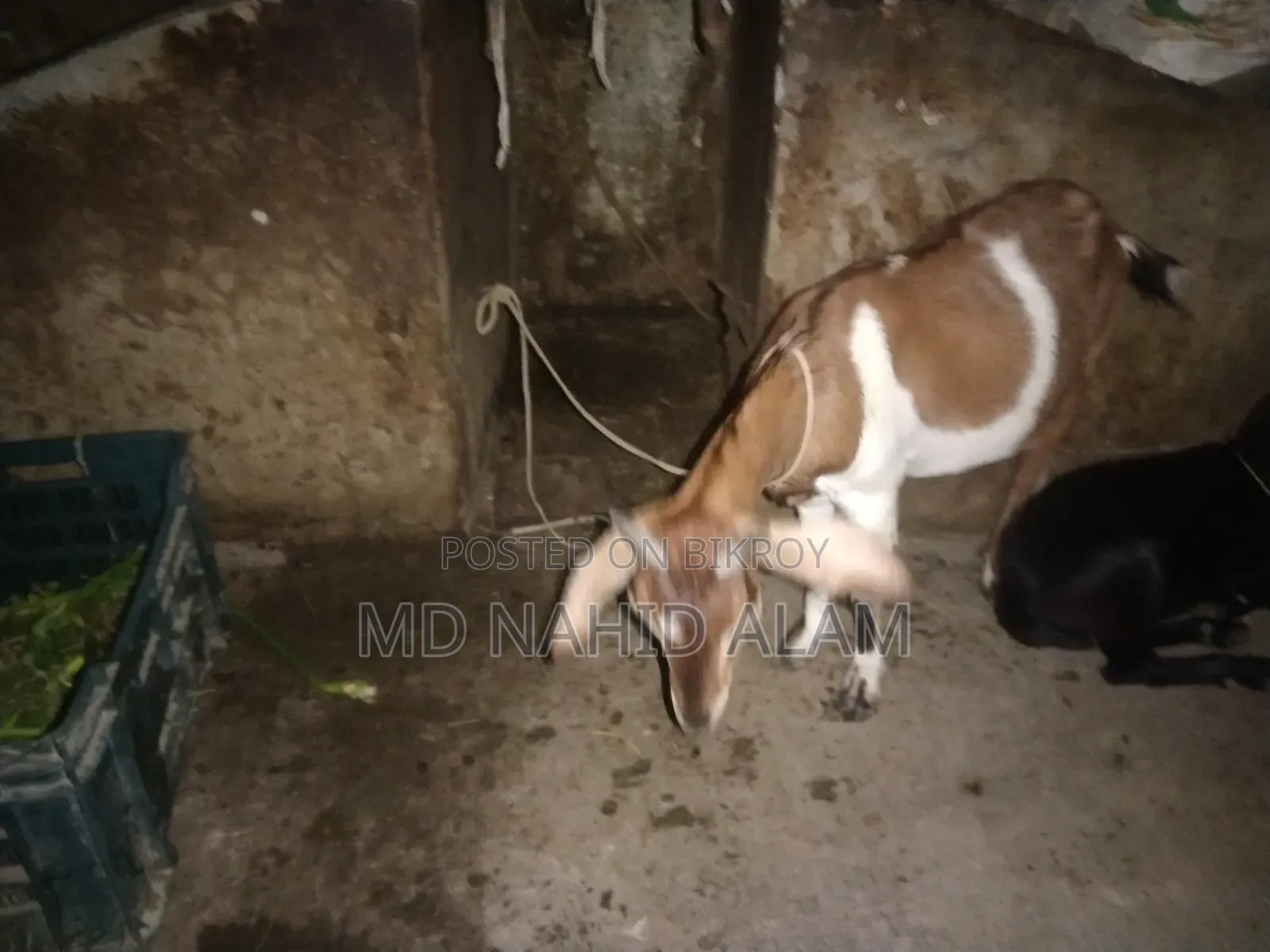 ছাগল গুলো বিক্রি করা হবে