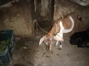 ছাগল গুলো বিক্রি করা হবে