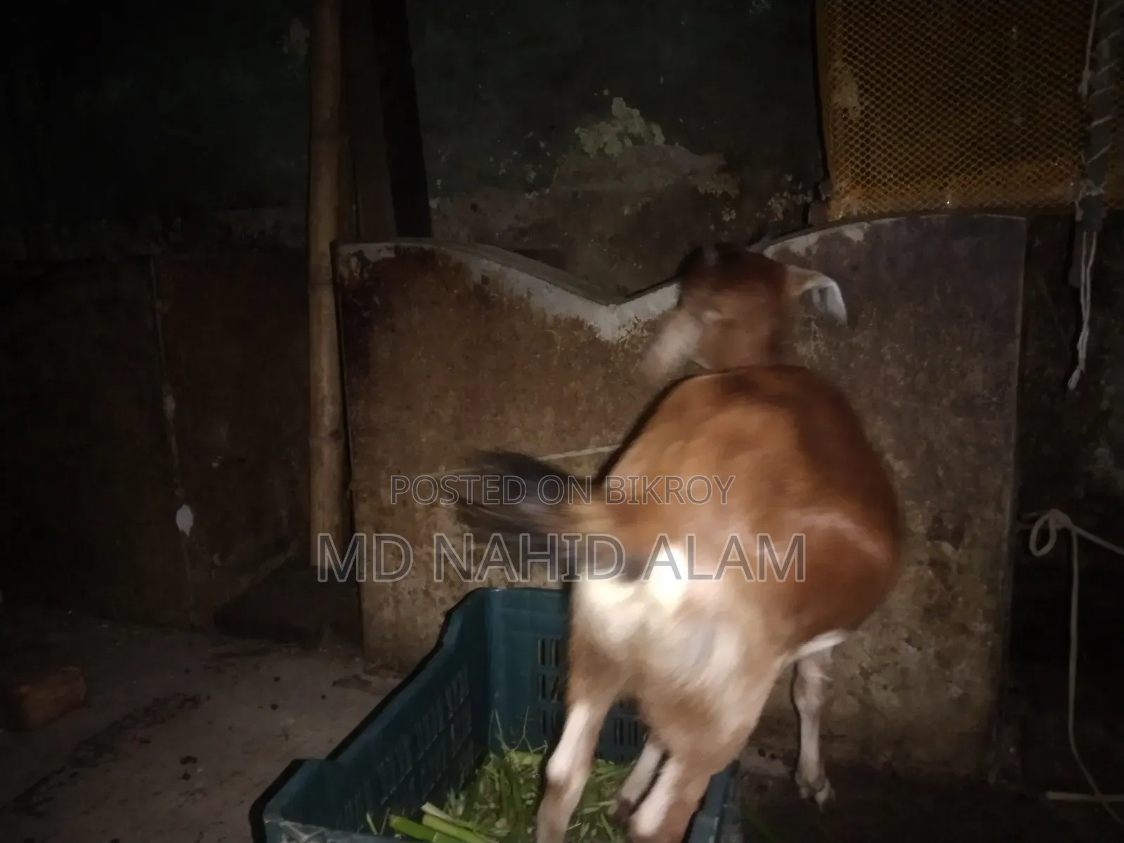 ছাগল গুলো বিক্রি করা হবে