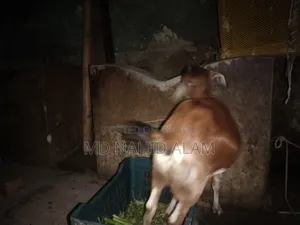 ছাগল গুলো বিক্রি করা হবে