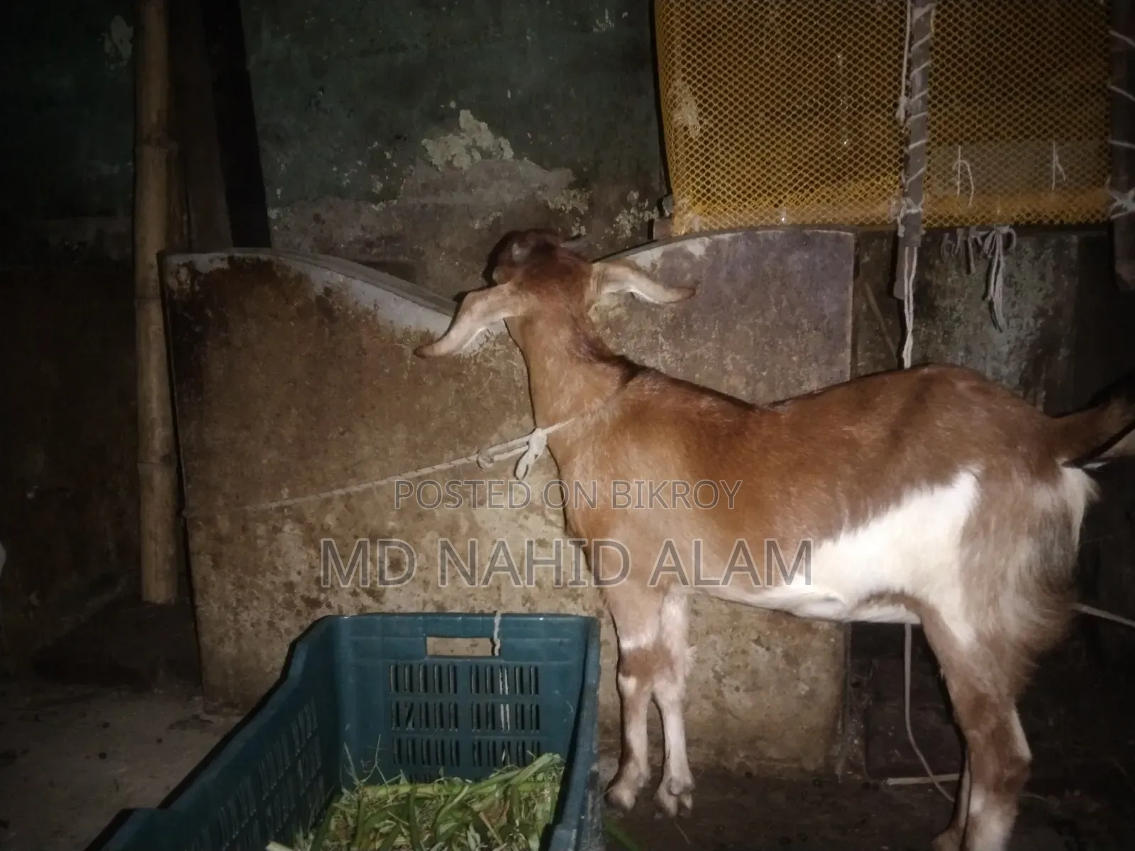 ছাগল গুলো বিক্রি করা হবে