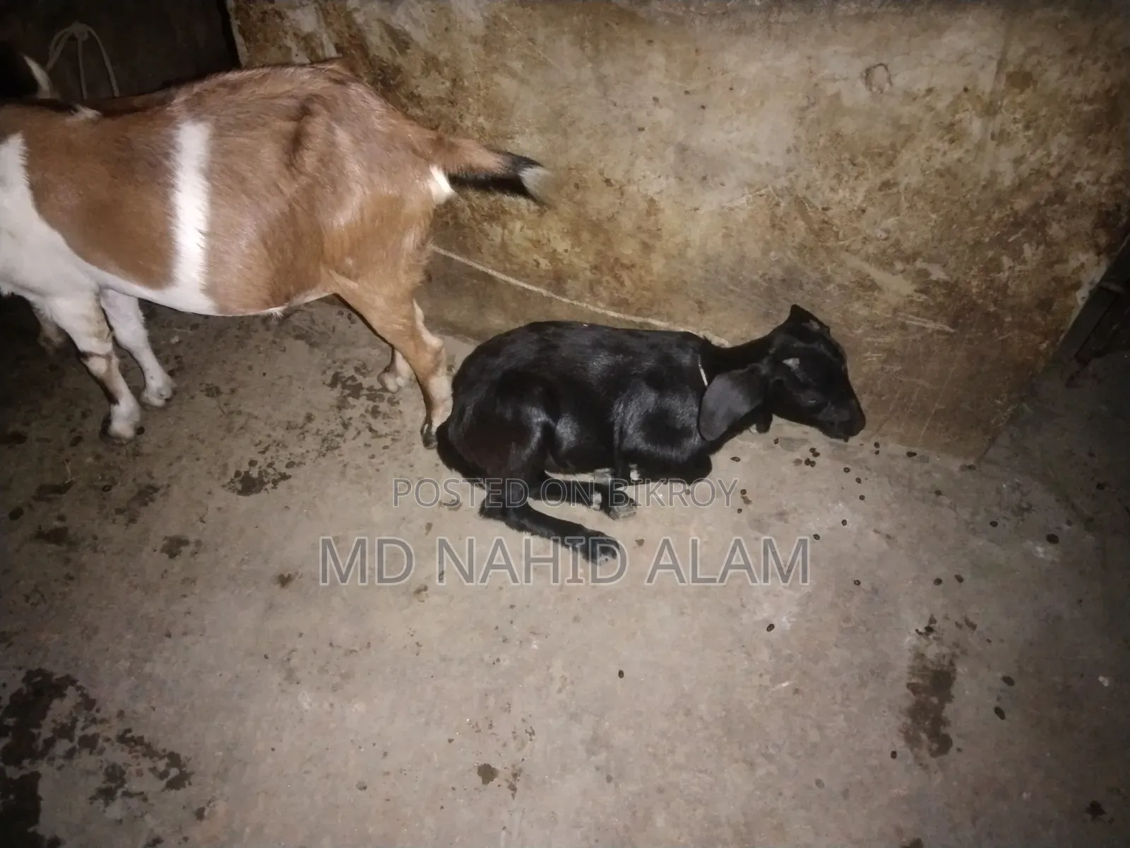 ছাগল গুলো বিক্রি করা হবে