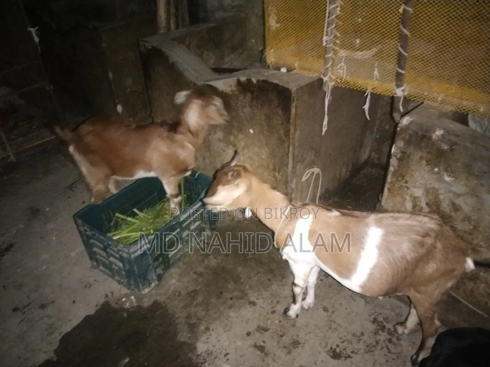 ছাগল গুলো বিক্রি করা হবে