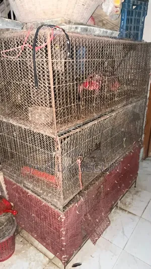 Iron Cage