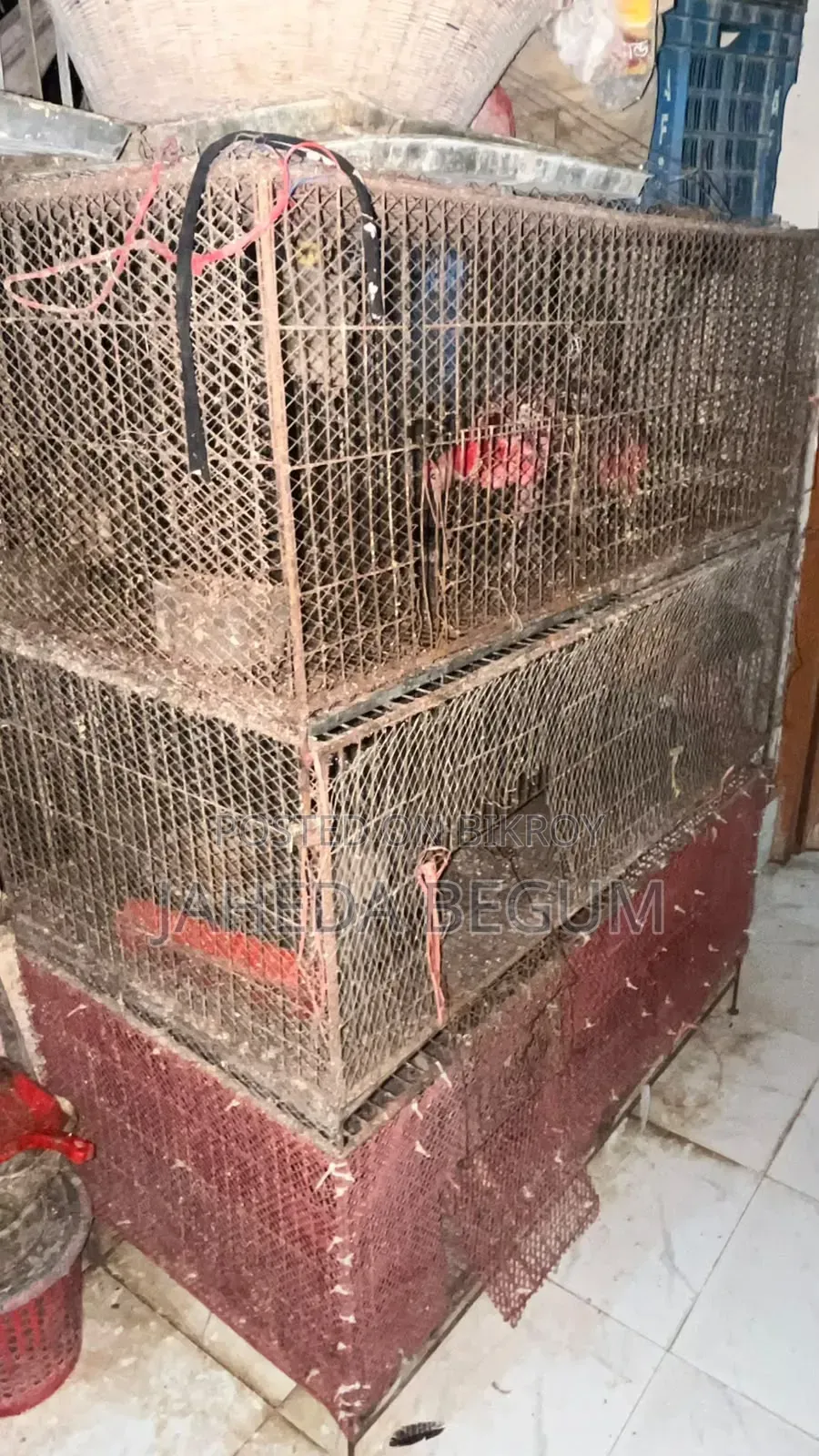 Iron Cage