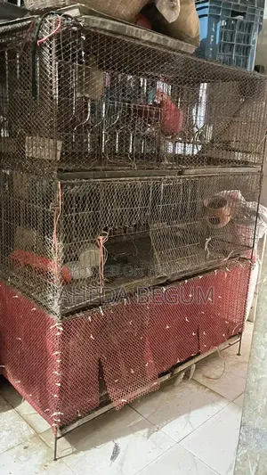 Iron Cage