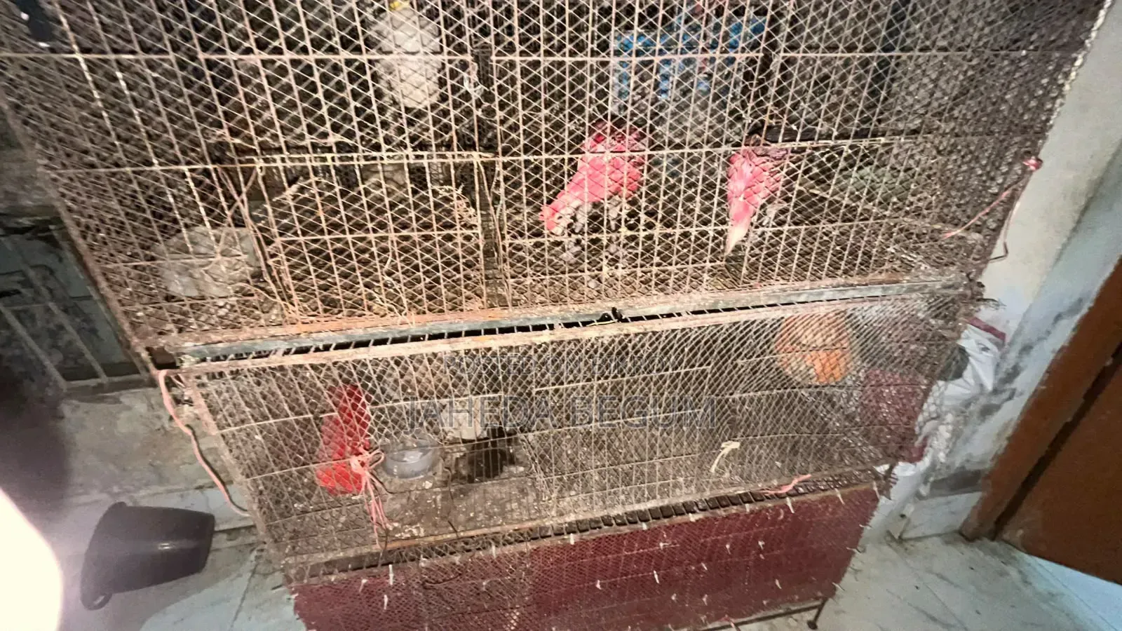 Iron Cage