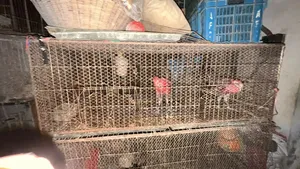 Iron Cage