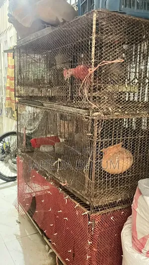 Iron Cage