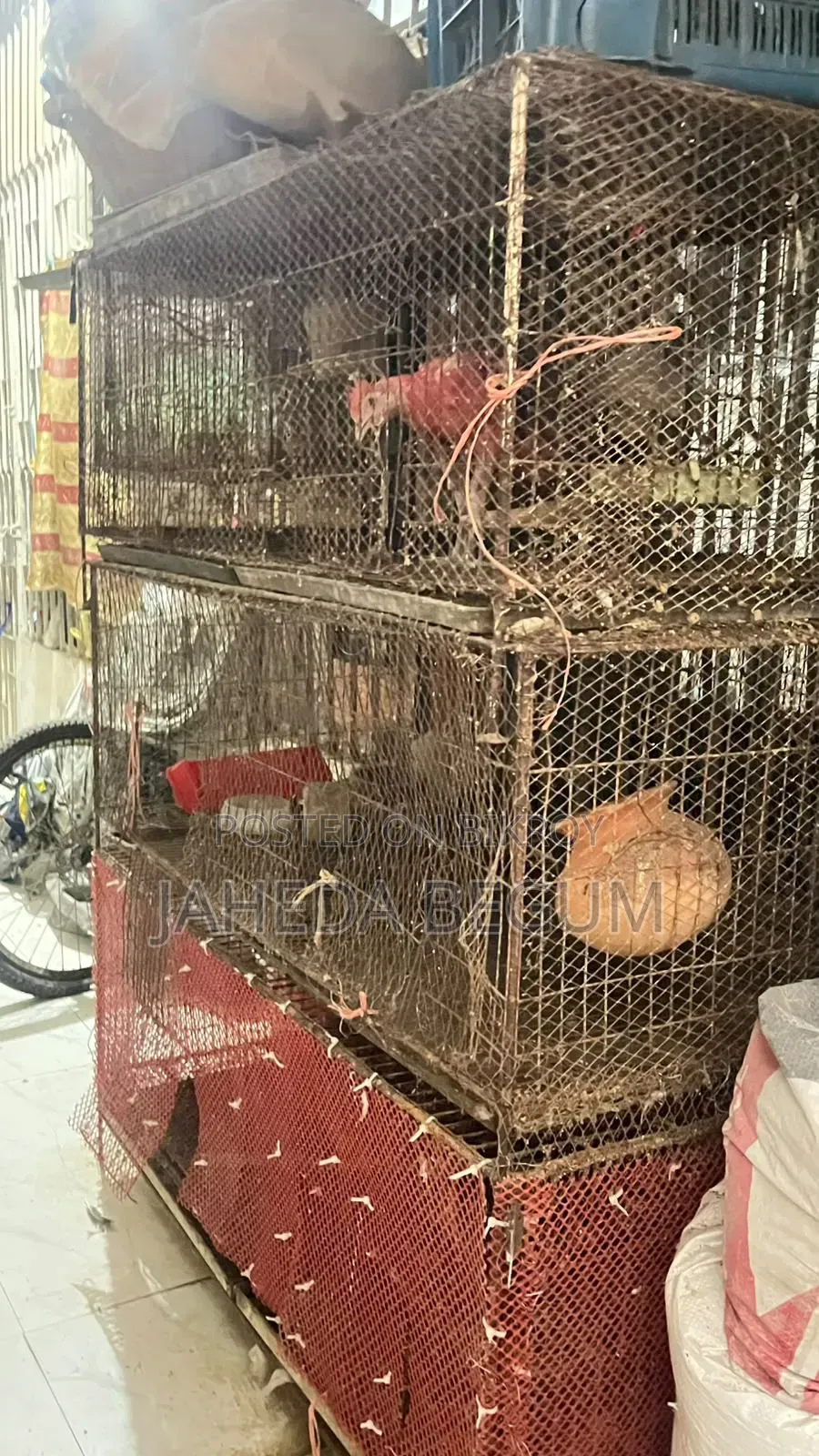 Iron Cage