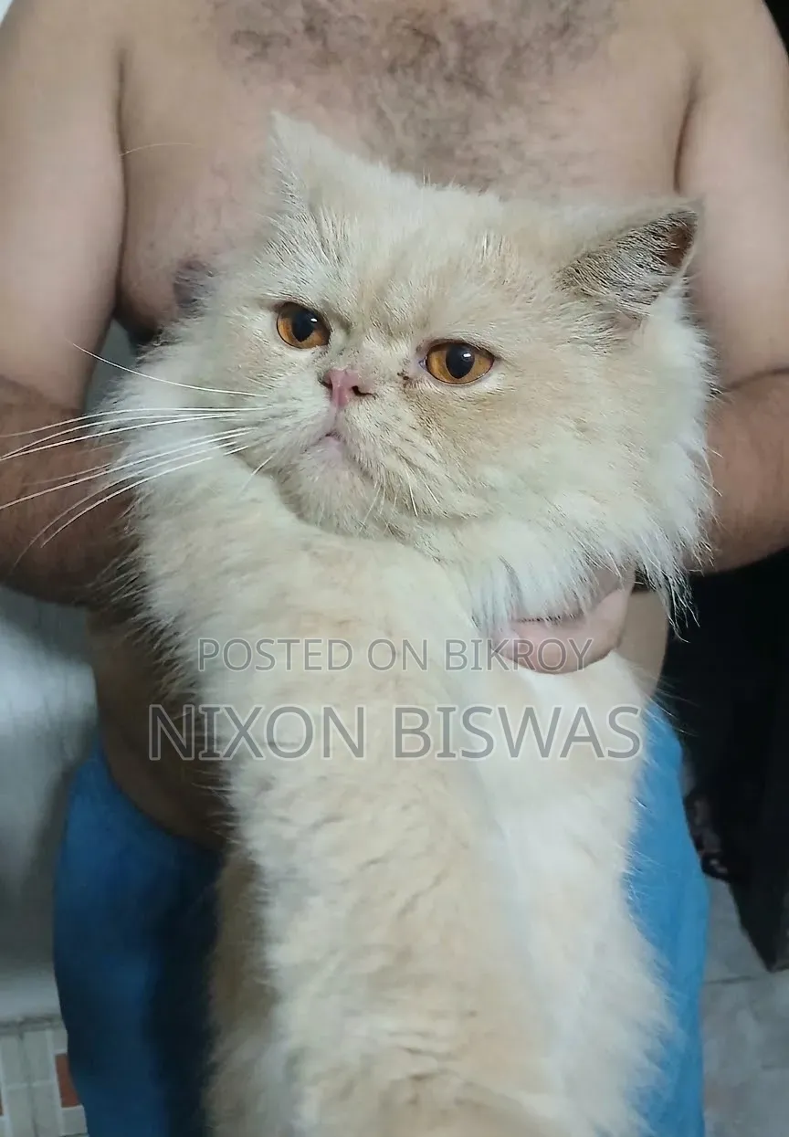 6-12 months Male Purebred Persian