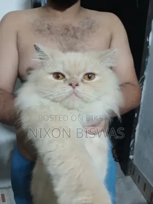 6-12 months Male Purebred Persian