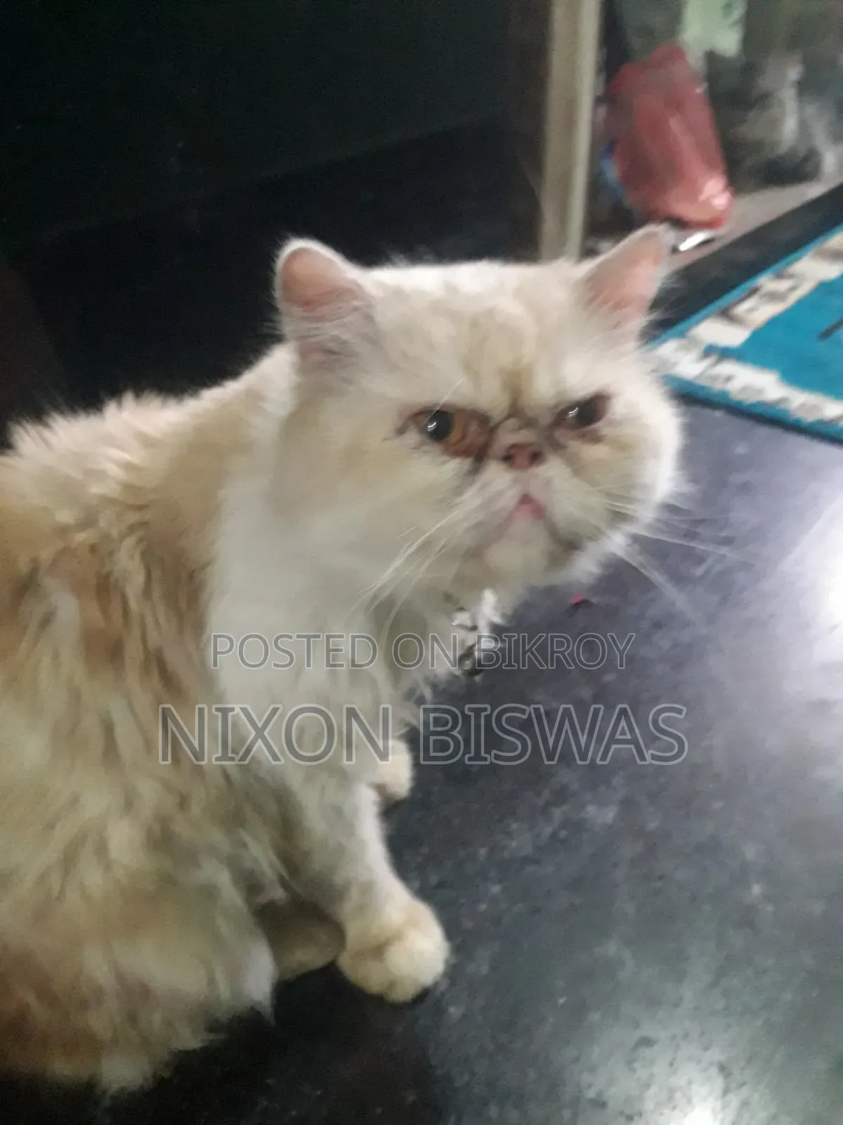 6-12 months Male Purebred Persian
