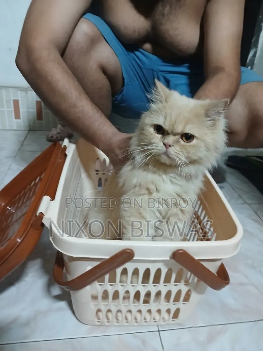 6-12 months Male Purebred Persian