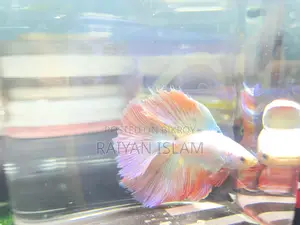 Half Moon Beta Fish
