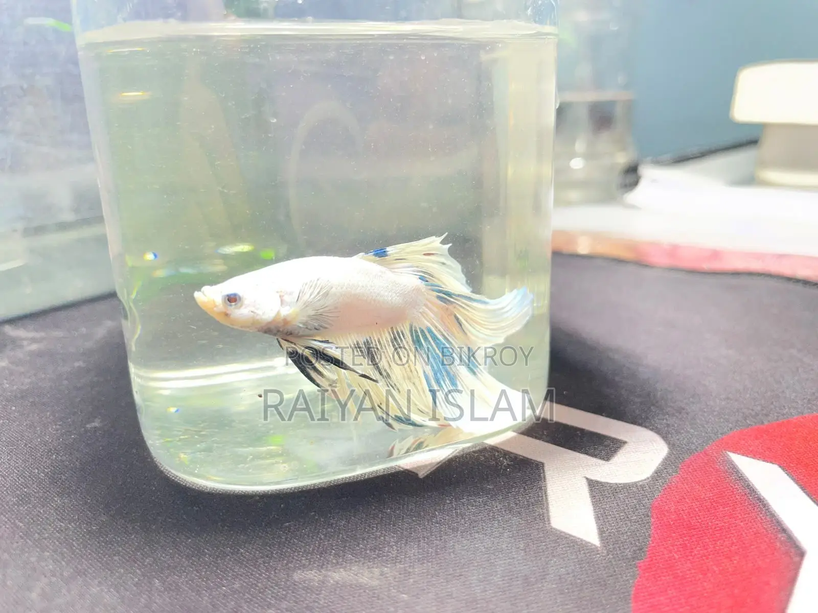 Half Moon Beta Fish