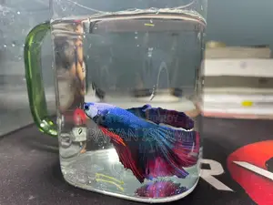 Half Moon Beta Fish