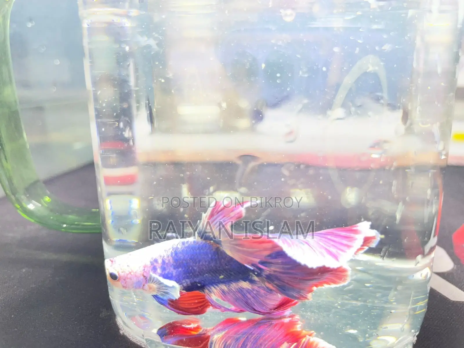 Half Moon Beta Fish