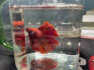 Half Moon Beta Fish