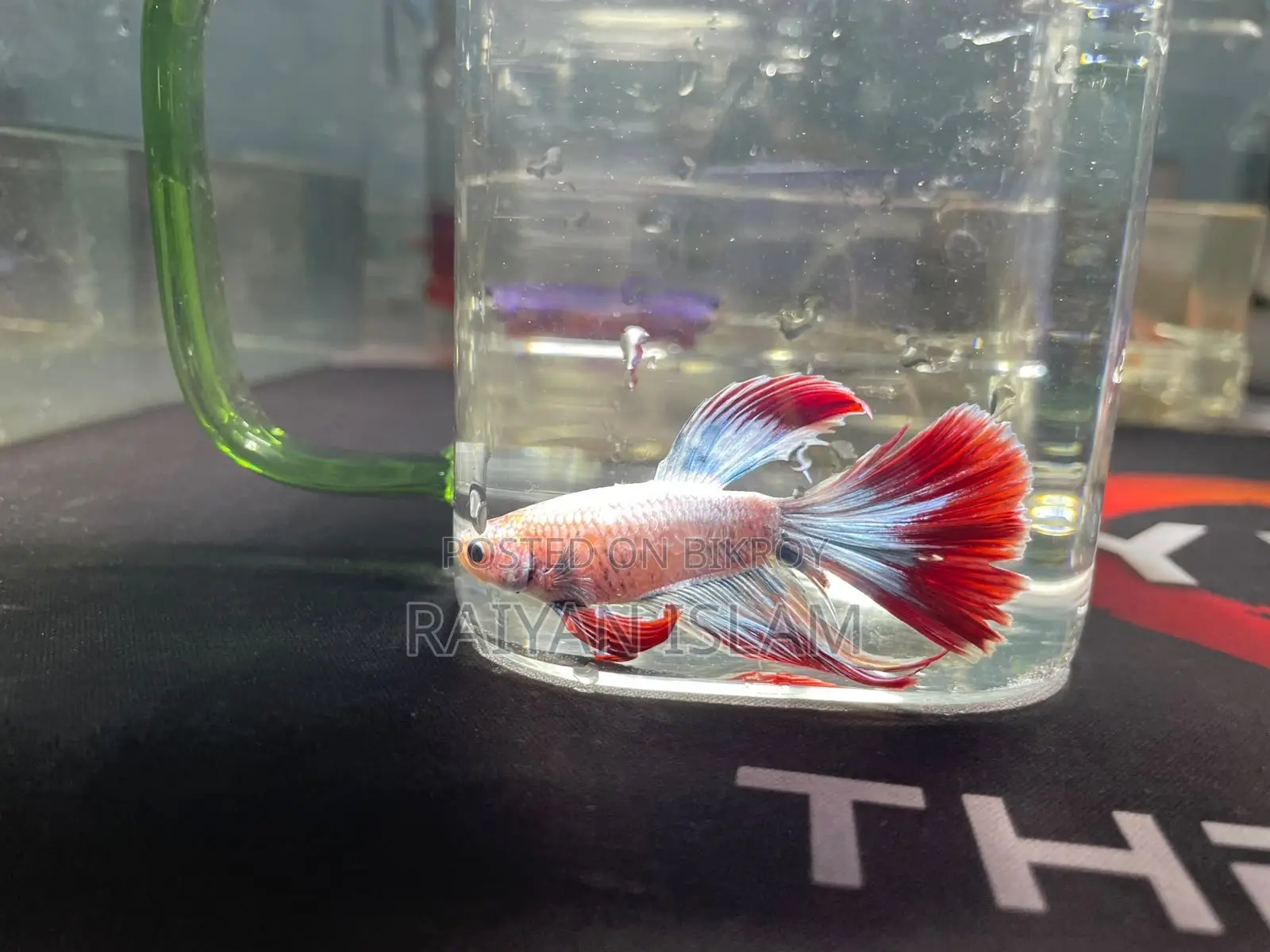 Half Moon Beta Fish