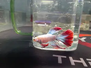 Half Moon Beta Fish