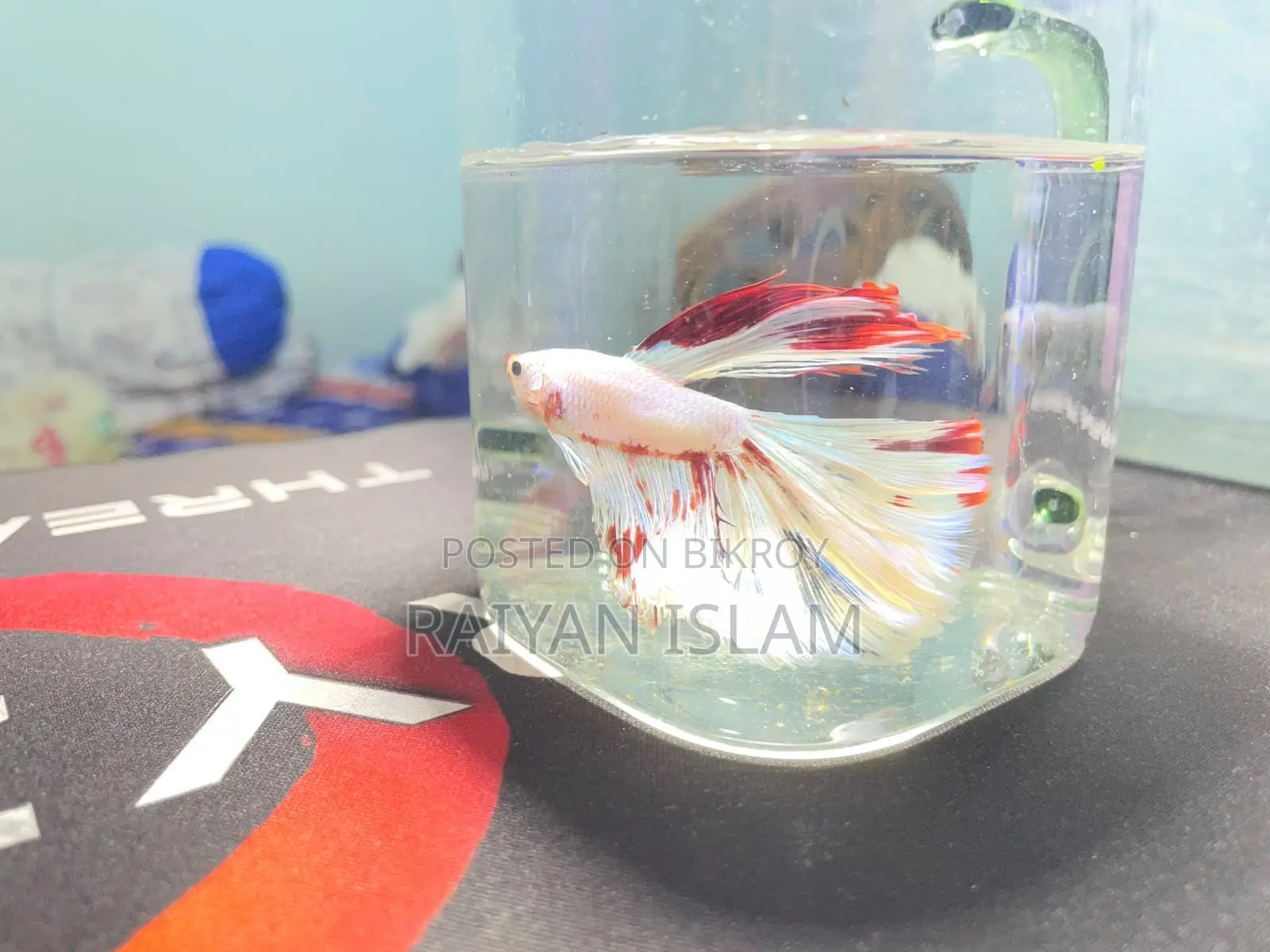 Half Moon Beta Fish