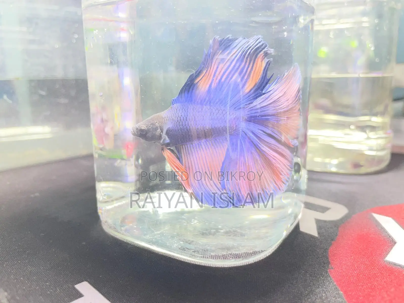 Half Moon Beta Fish