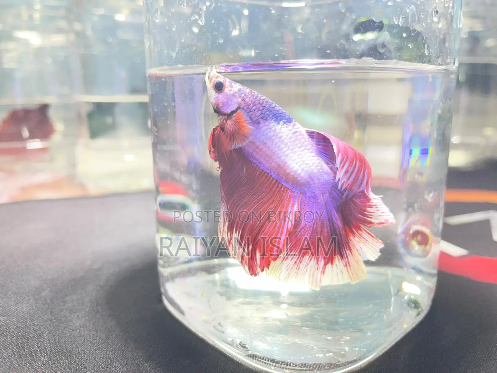 Half Moon Beta Fish