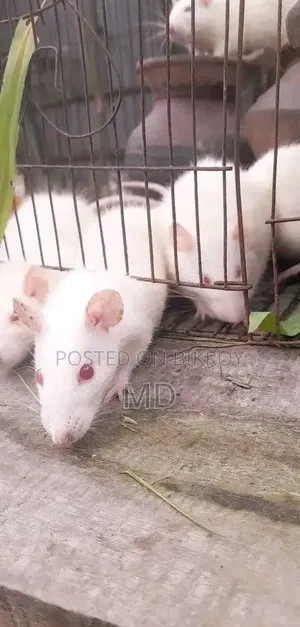 ইঁদুর দাদা বিলাতি ইঁদুর