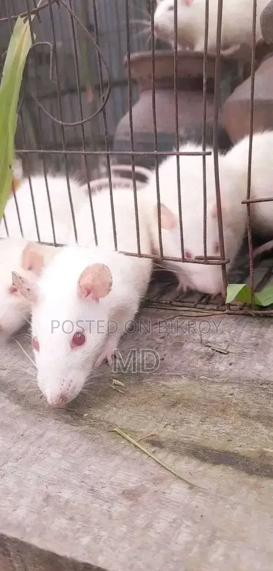 Rat Dada Foreign Rat